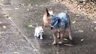 Dog Rescues Tiny Abandoned Kitten By Bringing It Home [upl. by Fesuoy]