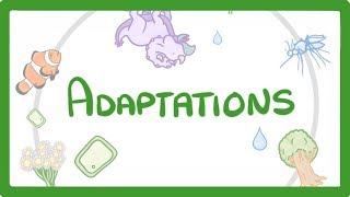 GCSE Biology  Adaptations 79 [upl. by Adile717]