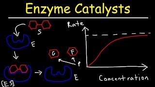 Enzymes  Catalysts [upl. by Butcher]