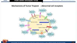 Oncolytic Virotherapy Basic Knowledge Review  Creative Biolabs [upl. by Nylad192]