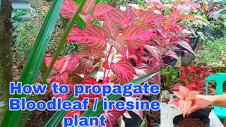 Bloodleaf or Iresine Herbstii Plant Propagation [upl. by Netnert176]