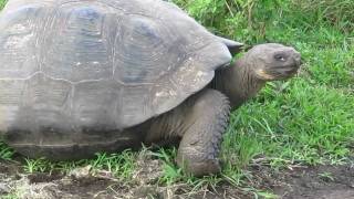 Giant tortoise walking [upl. by Naaman892]