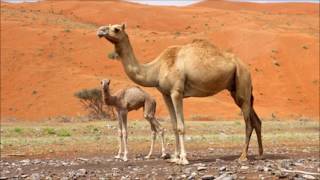 Camel Sound Effect [upl. by Edithe370]