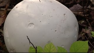 How to Identify and Eat White Puffball Mushrooms [upl. by Ahseined]