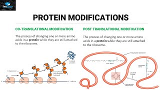 Post Translational Modifications Of Proteins [upl. by Haodnanehs264]