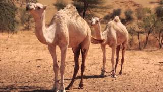 Camel Sounds [upl. by Lyndsay]