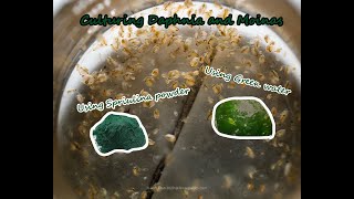 How To Culture Daphnia and Moinas using Green Water Spirulina powder [upl. by Ahsed640]