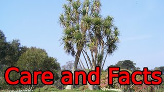 Cordyline Australis Care And Facts [upl. by Marya279]