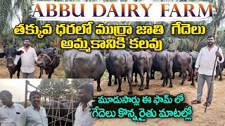 ABBU DAIRY FARM MURRA BUFFALOES For Sale తక్కువ ధరలో ముర్రా జాతి గేదెలు అమ్మకానికి కలవు murrah [upl. by Mosra]