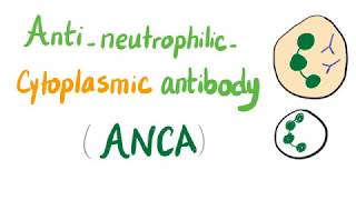 Anti Neutrophilic Cytoplasmic Antibodies ANCA [upl. by Laehcimaj576]