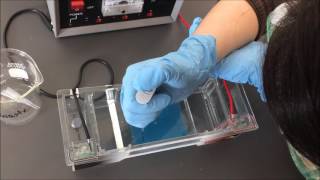 Gel Electrophoresis Lab [upl. by Anyat]