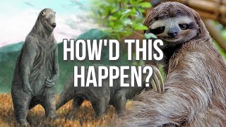 What Happened to Sloths [upl. by Jarl]