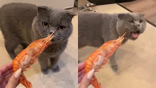 Cat Gets Disgusted When Smelling Shrimps [upl. by Annoved37]