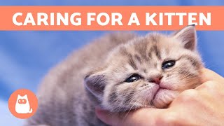 How to CARE for a KITTEN  Food Education and Health [upl. by Varien196]