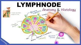 LYMPH NODE Anatomy amp Histology Simplified  Lymphatic System [upl. by Justis]