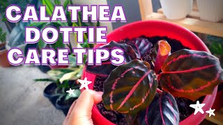 Calathea Dottie Plant Care Tips [upl. by Territus732]