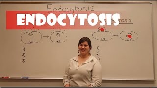 Endocytosis Pinocytosis amp Phagocytosis [upl. by Joseito]