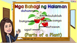 MGA BAHAGI NG HALAMAN  PARTS OF A PLANT [upl. by Adneral]