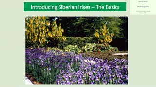 Introducing Siberian Irises  The Basics [upl. by Tucky381]