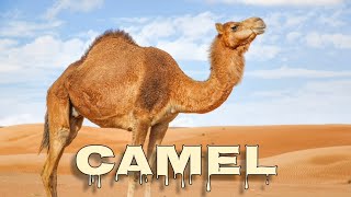 Camel sounds [upl. by Hutt405]