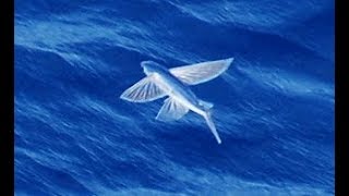 Facts The Flying Fish [upl. by Girish]