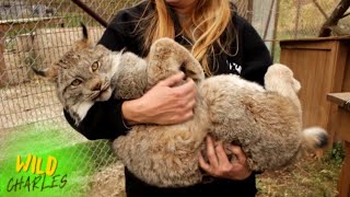 Canadian Lynx [upl. by Ellett]