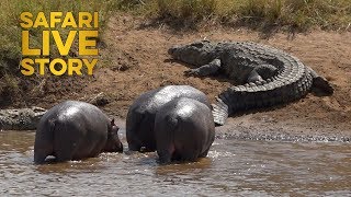 Mara River Giants Hippos vs Crocodiles [upl. by Retsof]