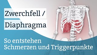 Zwerchfell  Diaphragma Schmerzen Triggerpunkte und deren Aktivierung [upl. by Marjy]