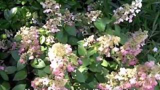 Hydrangea paniculata Pinky Winky [upl. by Adriano324]