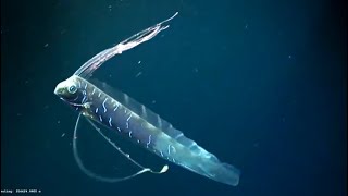 Facts The Giant Oarfish [upl. by Bremble]