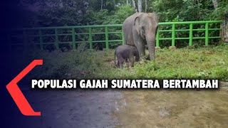 Gajah Sumatera Lahir di Tangkahan Langkat [upl. by Sreip368]