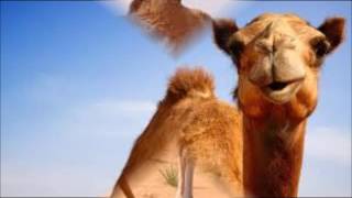 Camel Sounds  Animals Good Voices [upl. by Laurie]