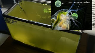 Raising Daphnia for the Freshwater Aquarium [upl. by Oakley]