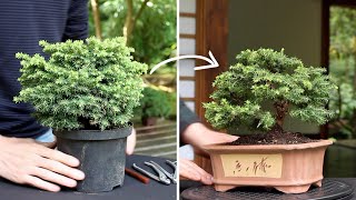 How to make a Bonsai tree [upl. by Weston]