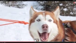 Awesome Talking Huskies Compilation [upl. by Gertrudis]