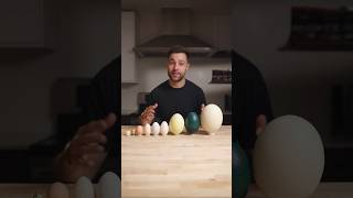 I Cooked the World’s CRAZIEST Eggs [upl. by Aiuhsoj551]