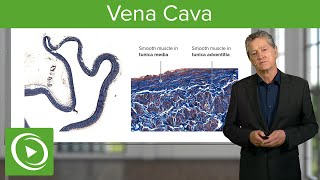 Vena Cava Structural Elements – Histology  Lecturio [upl. by Carlick]