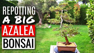 Repotting a big bonsai tree  Azalea Bonsai [upl. by Dnalon688]