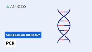 Polymerase Chain Reaction PCR DNA Amplification [upl. by Derr]