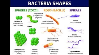 Microbiology of Bacterial Morphology amp Shape [upl. by Moorefield]