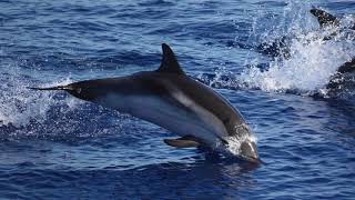 15 Facts about Striped Dolphin that you didnt know [upl. by Brenk382]