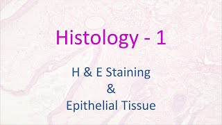 Histology  1  HampE Staining and Epithelial Tissue [upl. by Treiber]