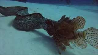 Eel vs Lionfish GoPro  Cozumel Mexico [upl. by Einallem]