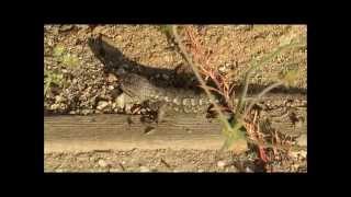 Western Fence Lizard Doing Pushups [upl. by Vani5]