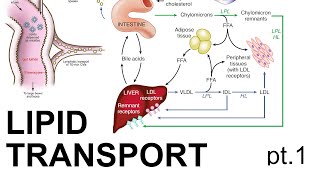 Lipid Transport pt 1 [upl. by Carrel652]