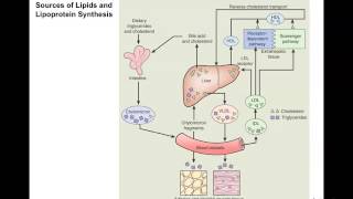 Hyperlipidemia at home Lecture [upl. by Mccreery]