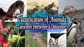 Classification of Animals  Carnivore Herbivore amp Omnivore Frugivore InsectivorePiscivore amp Scav [upl. by Sedicla965]