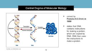 Introduction to Molecular Biology [upl. by Adnorahs]