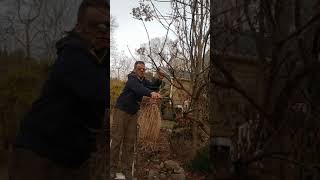 How to prune paniculata hydrangea [upl. by Acyssej]