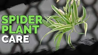 Spider Plant Care How To Grow Chlorophytum Comosum [upl. by Otto]